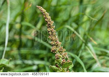 Good King Henry, Blitum Bonus Henricus