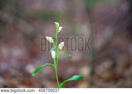 Flower Of A White Helleborine, Cephalanthera Damasonium