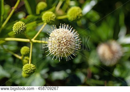 Flower Of A Buttonbush, Cephalanthus Occidentalis