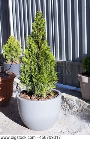 Evergreens. Arbor Vitae. Plants In A Pot. Flowerpot.