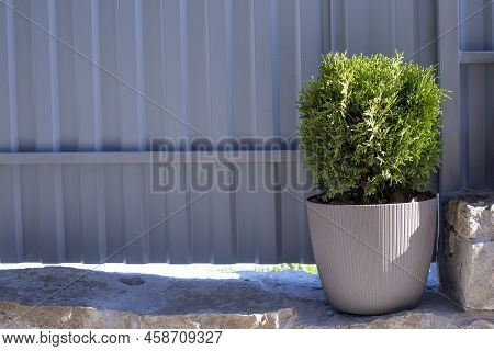 Evergreens. Arbor Vitae. Plants In A Pot. Flowerpot.