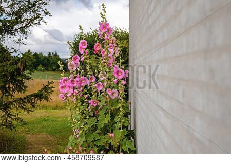 Beautiful Colourful Hollyhocks Alcea Rose Flower On The Background Of The Wall.