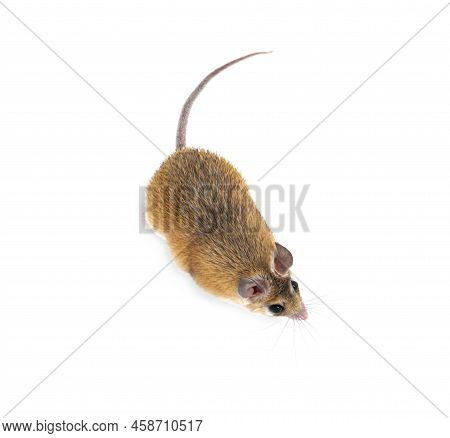Small Cute Spiny Mouse On White Background
