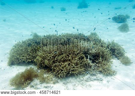 View Of  Coral In Lagoon