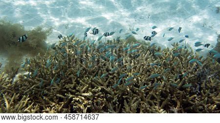 View Of  Coral In Lagoon