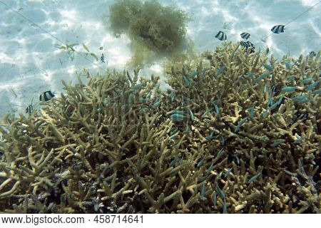View Of  Coral In Lagoon