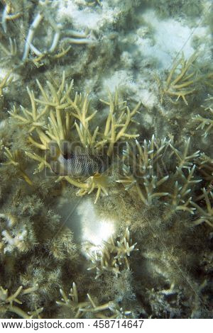 View Of  Coral In Lagoon