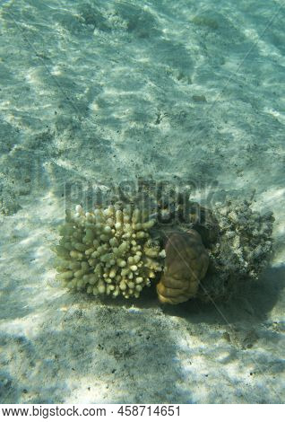 View Of  Coral In Lagoon