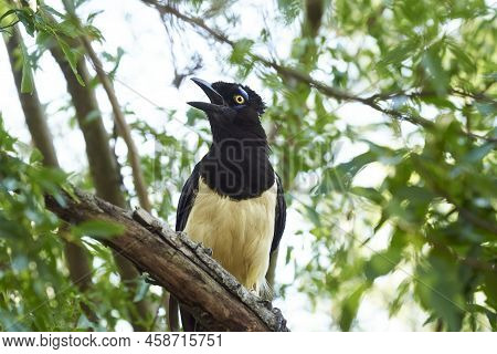 Plush-crested Jay, Cyanocorax Chrysops, Argentinean Bird Perched On A Branch In El Palmar National P