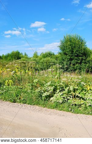 Thickets Of Hogweed On The Edges Of A Rural Road. Weed. Giant Hogweed In Sunlight In Summer. A Large