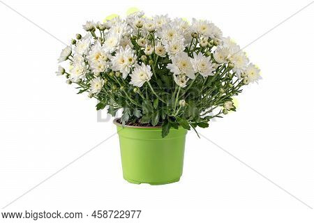 Chrysanthemum Multiflora Bush In The Pot Isolated Png.