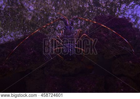 Spiny Lobster, Langouste, Rock Lobster (palinurus Elephas).