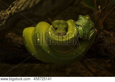 Green Tree Python (morelia Viridis) And Giant Monkey Tree Frog (phyllomedusa Bicolor).