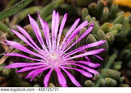 Radiant Rosea Ice Plant Flower Blossom (drosanthemum Floribundum), Mossel Bay, South Africa