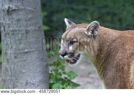 The Cougar (puma Concolor), Also Commonly Known By Other Names Including Catamount, Mountain Lion, P
