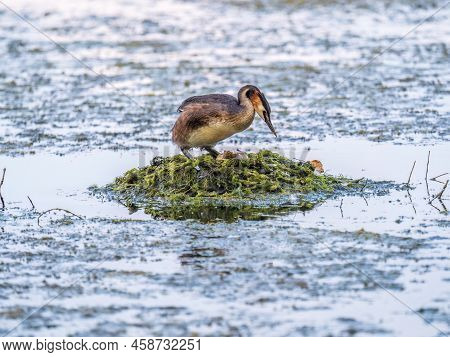 Great Crested Grebe, Podiceps Cristatus, Water Bird Sitting On The Nest, Nesting Time On The Green L