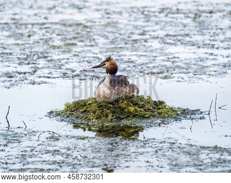 Great Crested Grebe, Podiceps Cristatus, Water Bird Sitting On The Nest, Nesting Time On The Green L