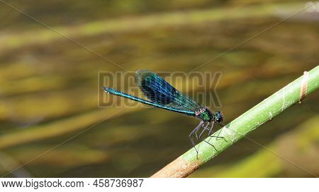 Banded Demoiselle Damselfly Male, Calopteryx Splendens, Resting On A Plant Stem Above A Stream With 