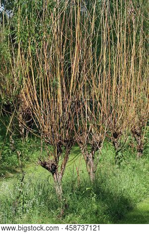 Osier Willow Bed, Salix Species, With Growing Withy Stems Ready For Cutting With More Trees Blurred 