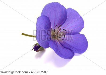 Geranium Flower   Isolated On A White Background