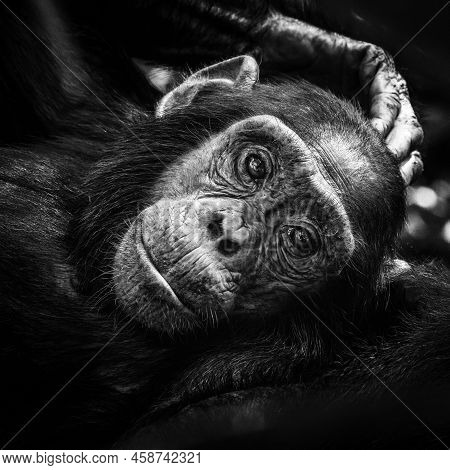 Baby Chimpanzee, Pan Troglodytes, Reclining In Kibale Forest, Uganda. The Park Conservation Programm