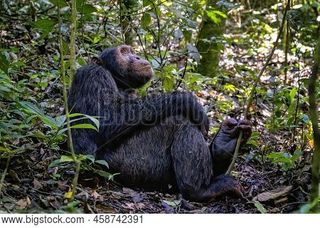 Adult Chimpanzee, Pan Troglodytes, Reclining In The Rainforest Of Kibale National Park, Western Ugan