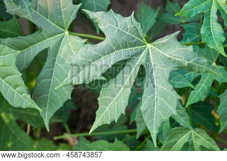 Tree Spinach Is Scientifically Named Cnidoscolus Chayamansa Mcvaugh A Very Nutritious Vegetable. It 