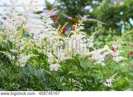 Astilba Flowers Growing In The Garden. Bush Of White Astilba On A Green Background. Summer Flower Ga