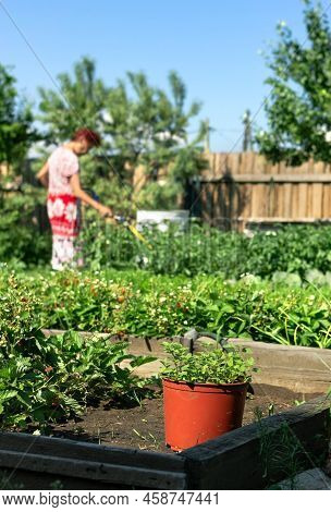 Flower Pot With Green Planting In Gardenbed On Backyard, Home Garden, Lifestyle In Natural Rustic Vi