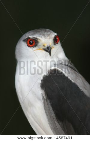Falcon øjne