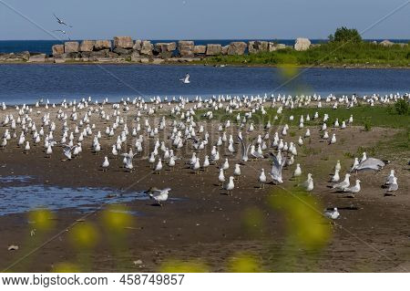 The Flock Of Herring Gull (larus Argentatus) On The Shore Of Lake Michigan.