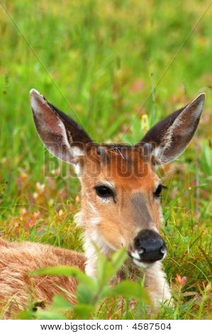 Jeune chevreuil au repos portant vers le bas en vert gazon Meadow
