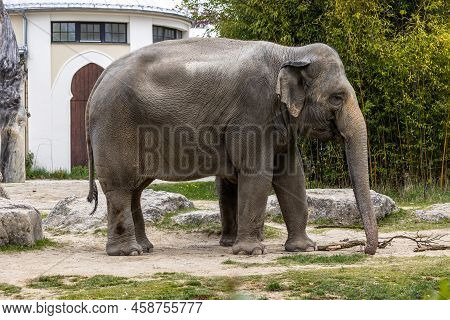 The Asian Elephant, Elephas Maximus Also Called Asiatic Elephant, Is The Only Living Species Of The 