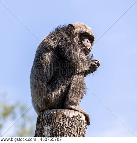 Common Chimpanzee, Pan Troglodytes, Popular Great Ape From African Forests And Woodlands, Kibale For