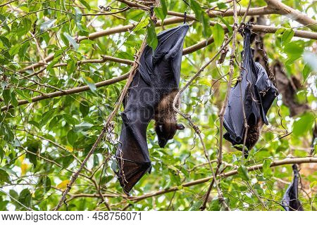 Straw-coloured Fruit Bat - Eidolon Helvum, Beautiful Small Mammal From African Forests And Woodlands
