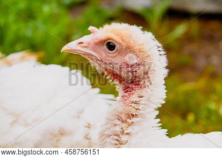 Turkey Cubs. Little Turkeys. Feeding And Caring For Birds. Poultry Farm. Village Life And Farming. T