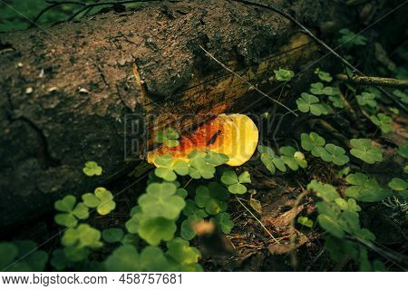 Ganoderma Applanatum Is A Parasite Fungus Growing On A Tree In The Forest.