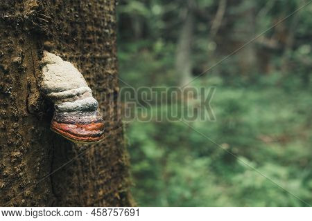 Inonotus Obliquus Is A Parasite Fungus Growing On A Tree In The Forest. Chaga Mushroom Tea Close Up.