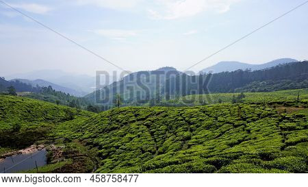 Beautiful Tea Garden Or Tea Estates From Ooty. Lush Greenery Landscape Photograph Of Nilgiri