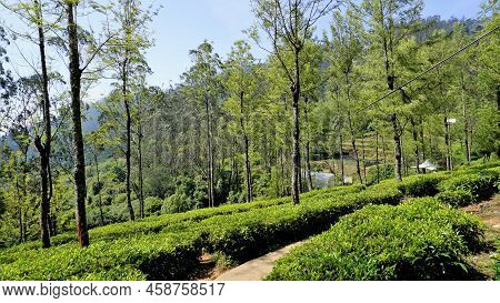 Beautiful Tea Garden Or Tea Estates From Ooty. Lush Greenery Landscape Photograph Of Nilgiri