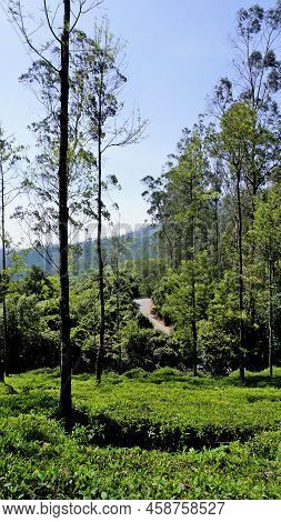 Beautiful Tea Garden Or Tea Estates From Ooty. Lush Greenery Landscape Photograph Of Nilgiri