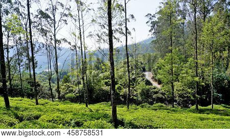 Beautiful Tea Garden Or Tea Estates From Ooty. Lush Greenery Landscape Photograph Of Nilgiri