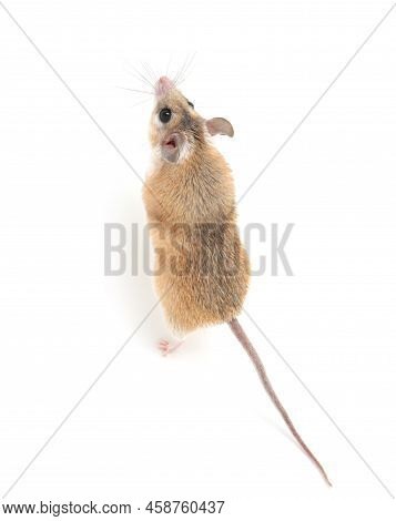 Small Cute Spiny Mouse On White Background