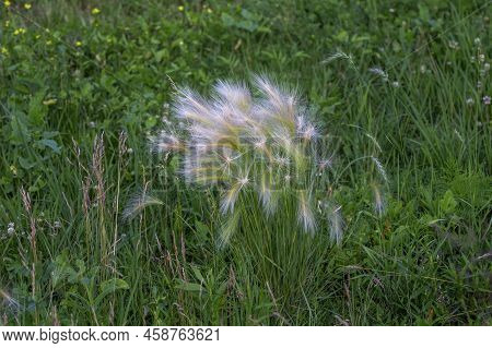 The Grass  With Common Names Foxtail Barley, ( Hordeum Jubatum) Or Known As Bobtail Barley, Squirrel