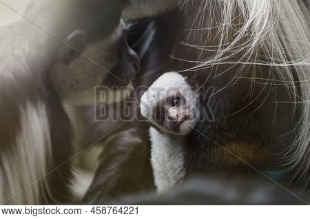 A Baby Abyssinian Colobus Drinks Its Mothers Breast Milk In The Evening Sunlight. Newborn Abyssinian