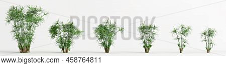3d Illustration Of Set Plant Isolated On White Background