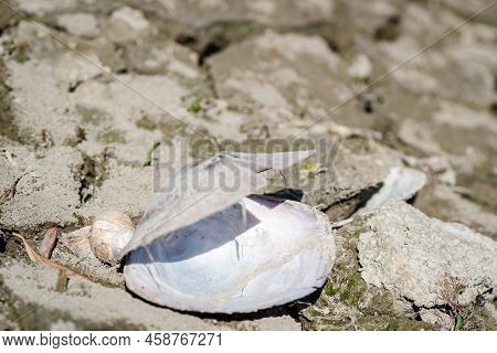 A River Shell, Unio Pictorum On A Cracked Muddy Dry Surface.
