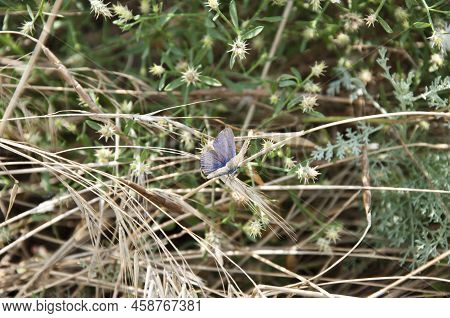 Moth Or Butterfly Insect. Blue Butterfly Sitting On Natural Background, Butterfly.