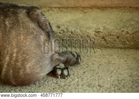 The Dog Lies With Folded Paws. French Bulldog Paws On The Track.