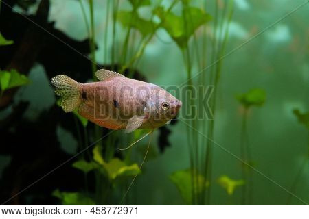 Three Spot Gourami Fish Swims In The Water. Trichopodus Trichopterus Is One Of The Species Of Labyri